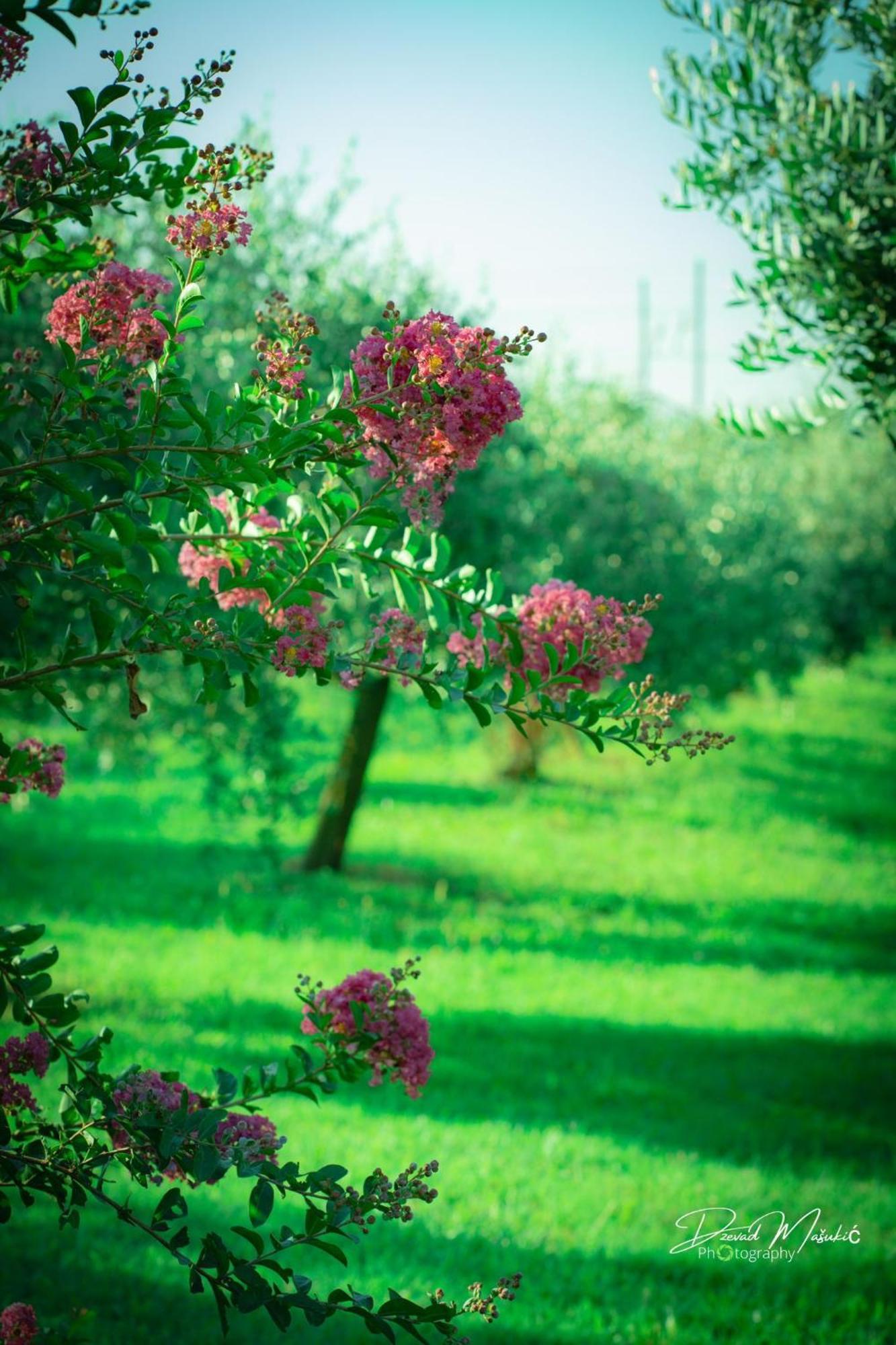 Agriturismo Olistella Villa Palazzolo dello Stella Eksteriør bilde